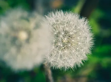 Psychotherapie/ganzheitliches Coaching